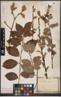 Foto von Salix caprea L.